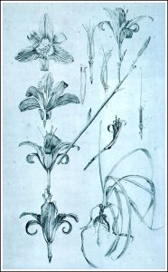 Alfons Mucha fiori documenti decorativi img