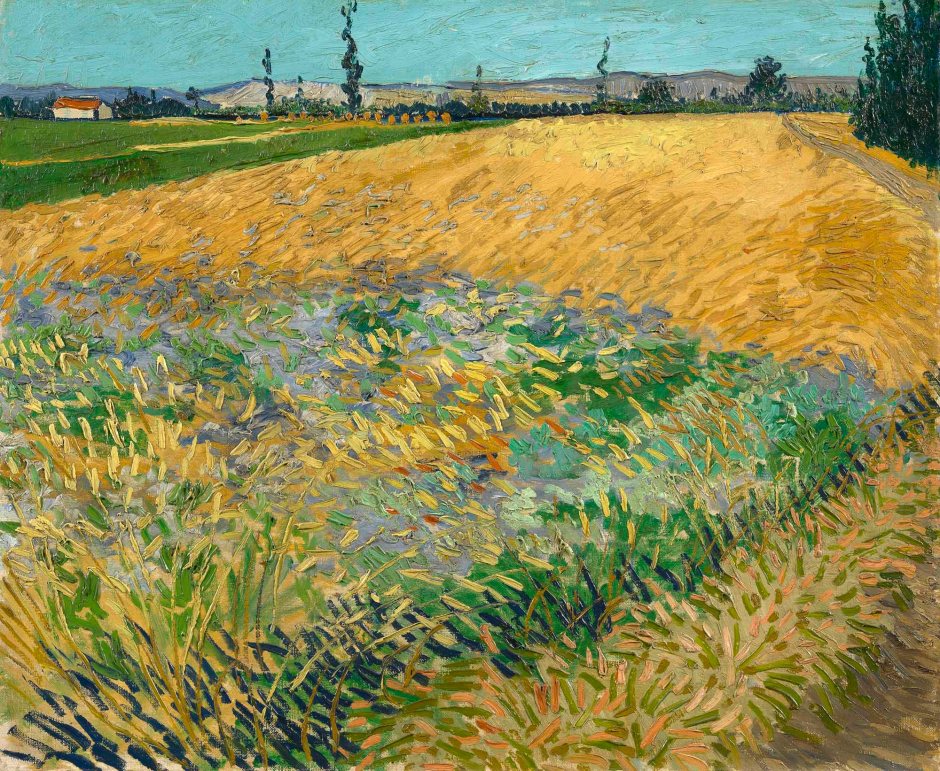 Vincent Van Gogh, Campo di grano, 1888